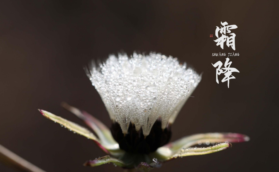 霜降句子迷佳句欣赏（有关霜降的优美句子） 第39张