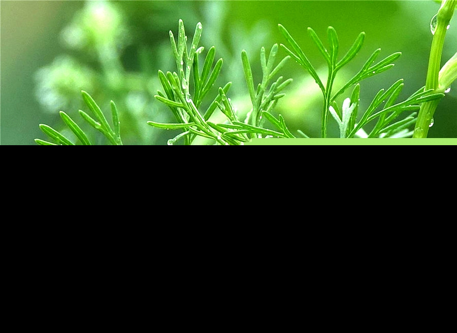 春分的古诗有哪些（赞美春分的古诗） 第19张