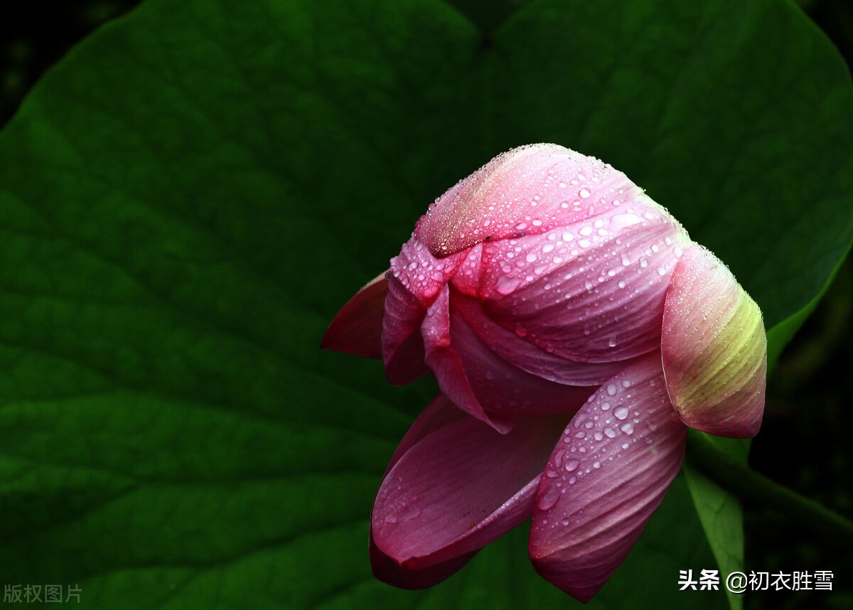 二十四节气立秋古诗（立春古诗词大全 ） 第1张