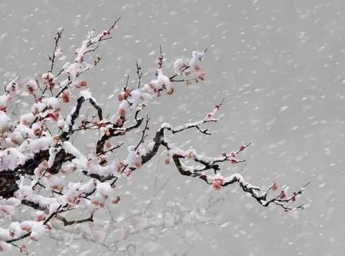 关于梅花的诗句古诗（赞美梅花的诗句） 第1张
