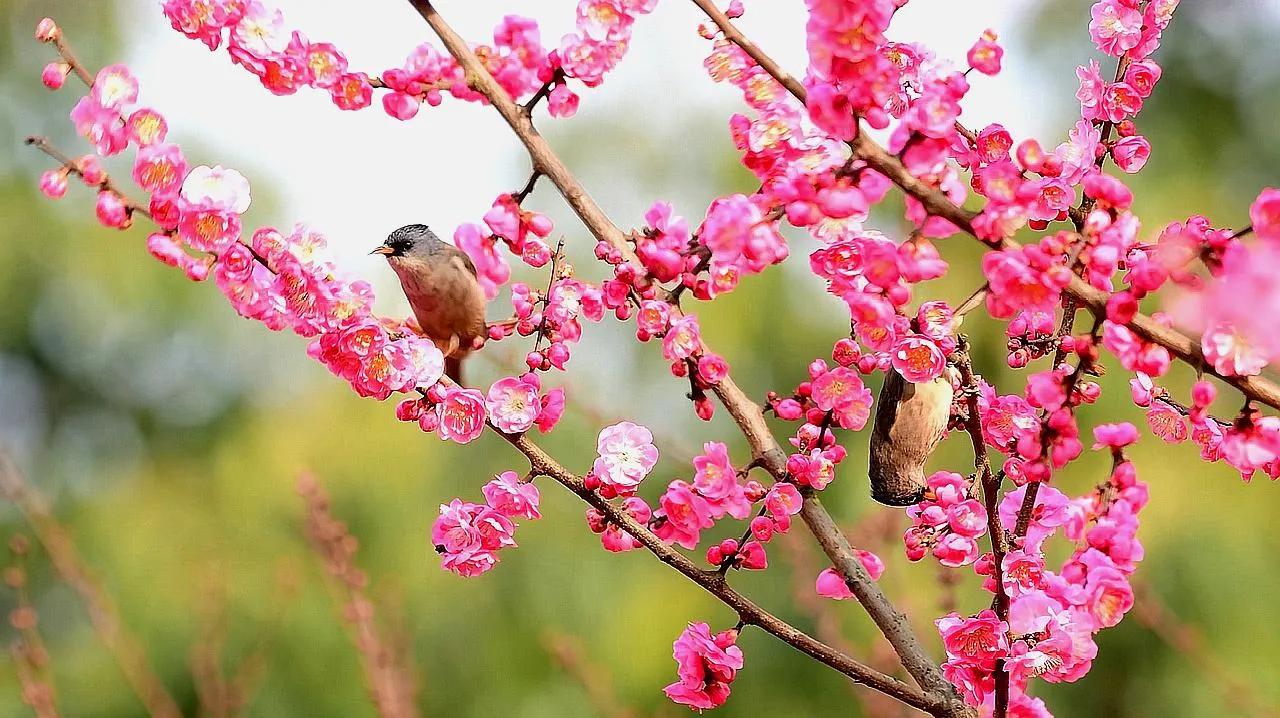 关于梅花的诗句古诗（赞美梅花的诗句） 第5张