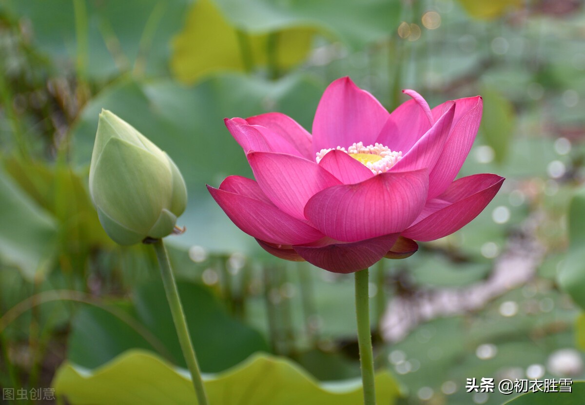 荷花的诗句有哪些（咏荷花的经典诗词） 第1张