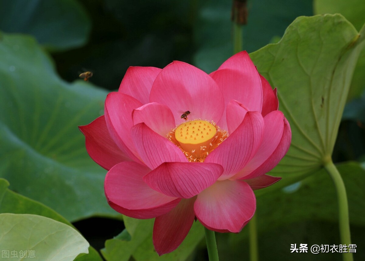荷花的诗句有哪些（咏荷花的经典诗词） 第3张