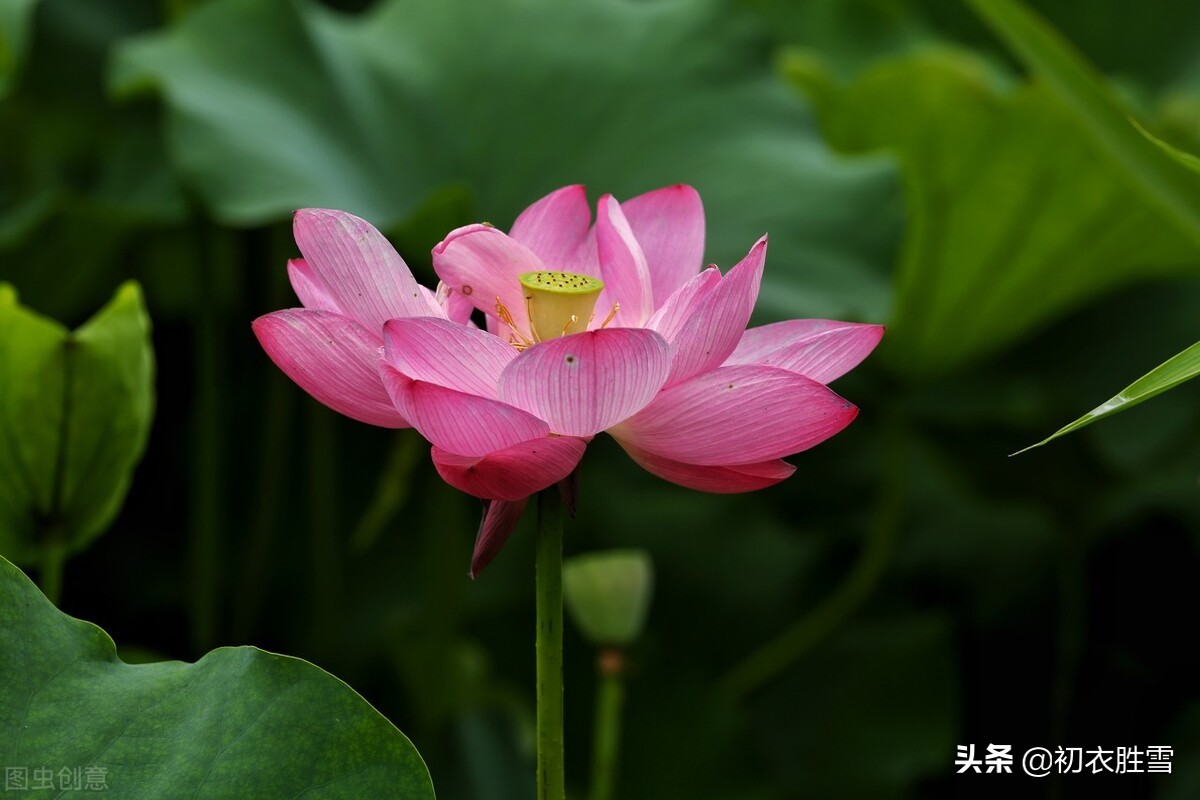 荷花的诗句有哪些（咏荷花的经典诗词） 第9张