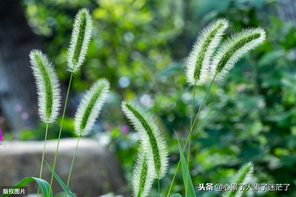 形容清心寡欲的句子（清心寡欲的朋友圈文案） 第3张