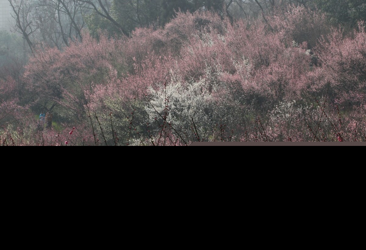 描写梅花的诗有哪些（描写菊花的诗句） 第9张