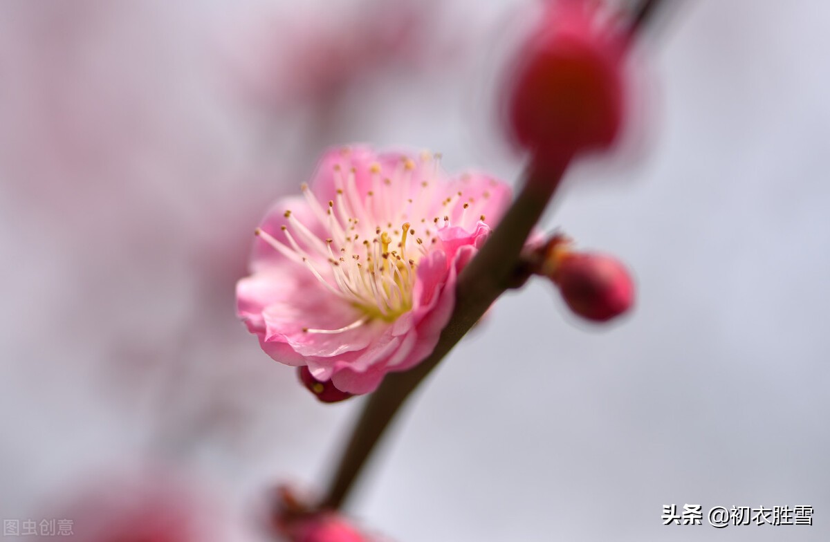 描写梅花的诗有哪些（描写菊花的诗句） 第11张