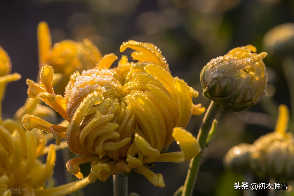 菊花诗句最出名诗句（关于菊花傲骨的诗句） 第3张