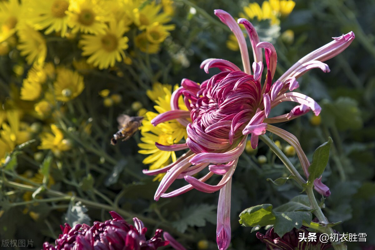 菊花诗句最出名诗句（关于菊花傲骨的诗句） 第9张