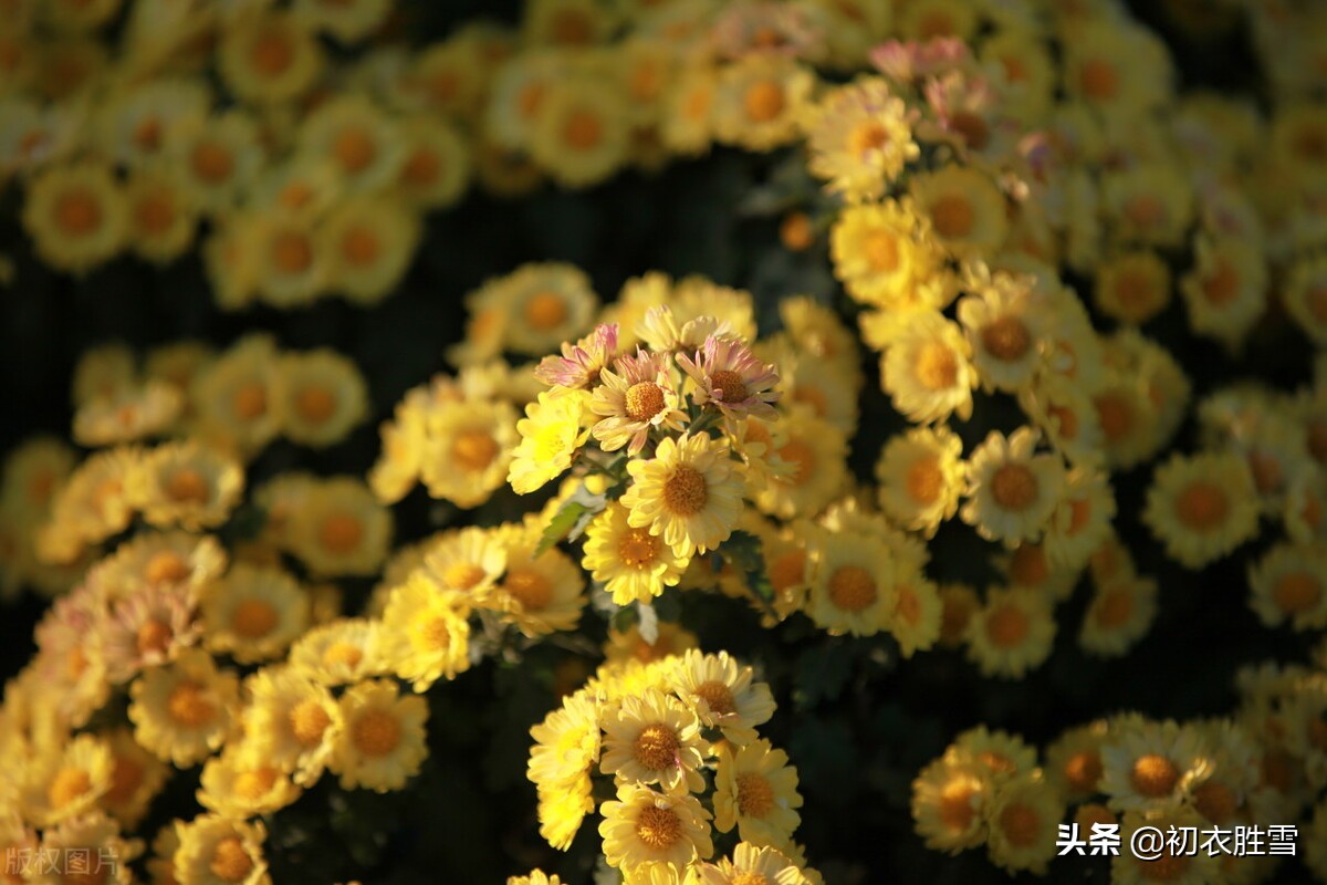 菊花诗句最出名诗句（关于菊花傲骨的诗句） 第11张