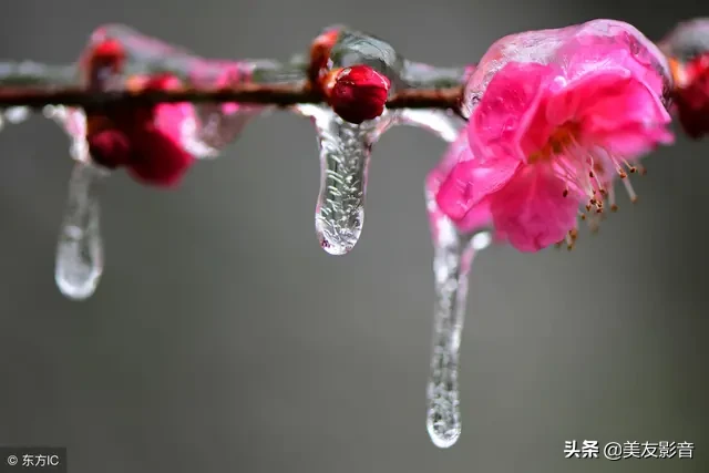 咏梅的诗句古诗大全（寒梅傲骨经典句子） 第1张