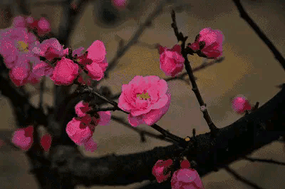 咏梅的诗句古诗大全（寒梅傲骨经典句子） 第11张