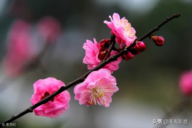 咏梅的诗句古诗大全（寒梅傲骨经典句子） 第17张