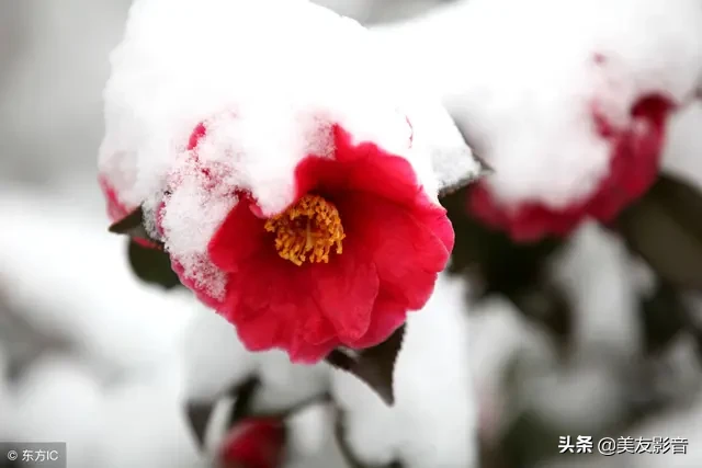 咏梅的诗句古诗大全（寒梅傲骨经典句子） 第21张