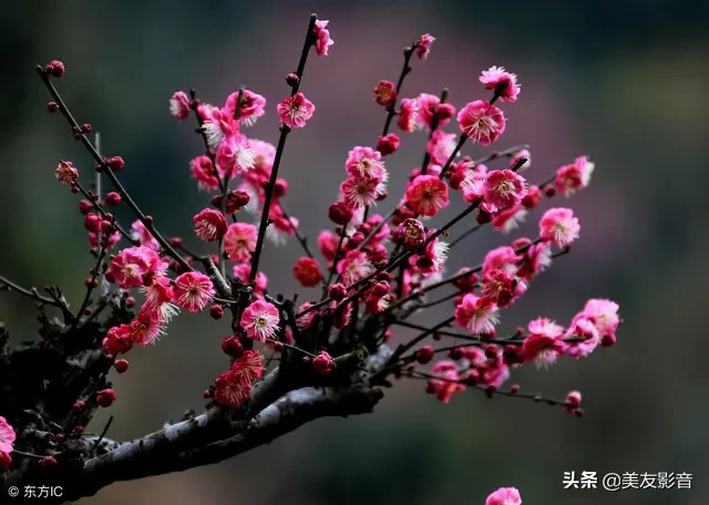 咏梅的诗句古诗大全（寒梅傲骨经典句子） 第23张