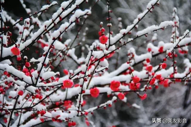 咏梅的诗句古诗大全（寒梅傲骨经典句子） 第33张