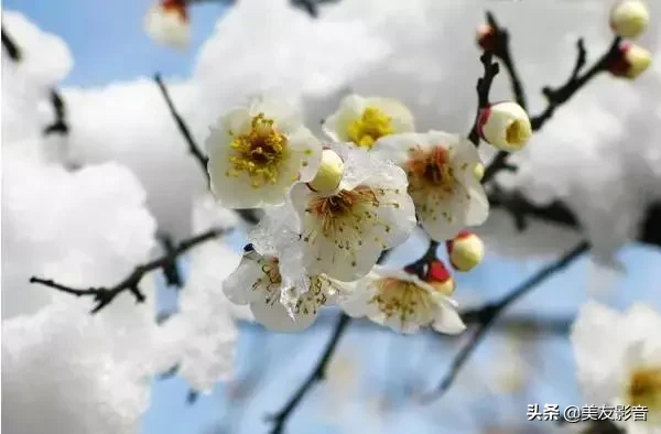 咏梅的诗句古诗大全（寒梅傲骨经典句子） 第35张