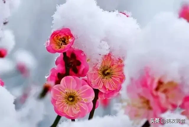 咏梅的诗句古诗大全（寒梅傲骨经典句子） 第37张