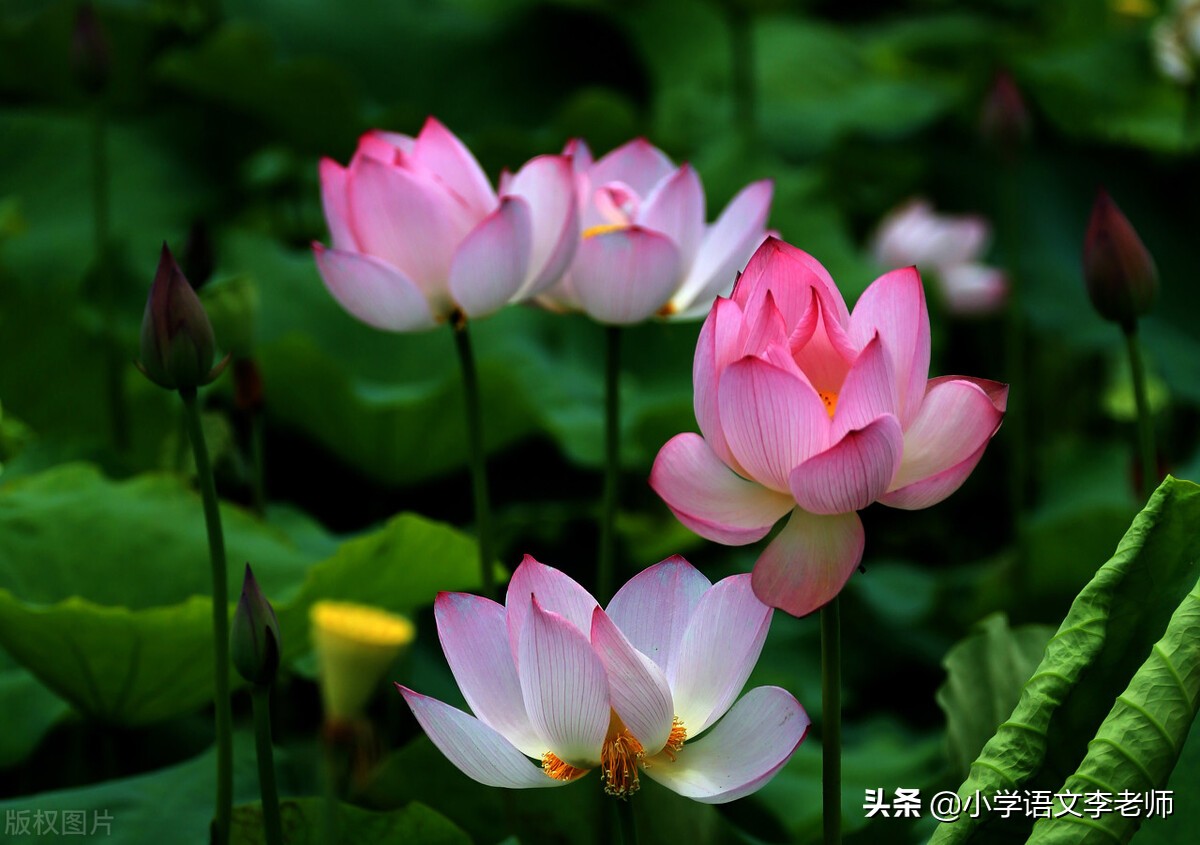 夏天的诗句有哪些（夏天的古诗大全） 第1张