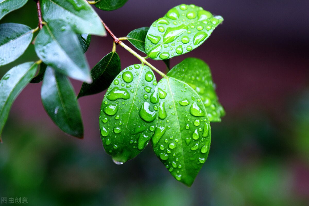春雨的诗句有哪些古诗（形容描写春雨的诗句） 第1张
