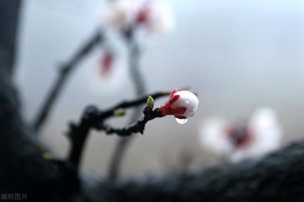 春雨的诗句有哪些古诗（形容描写春雨的诗句） 第5张
