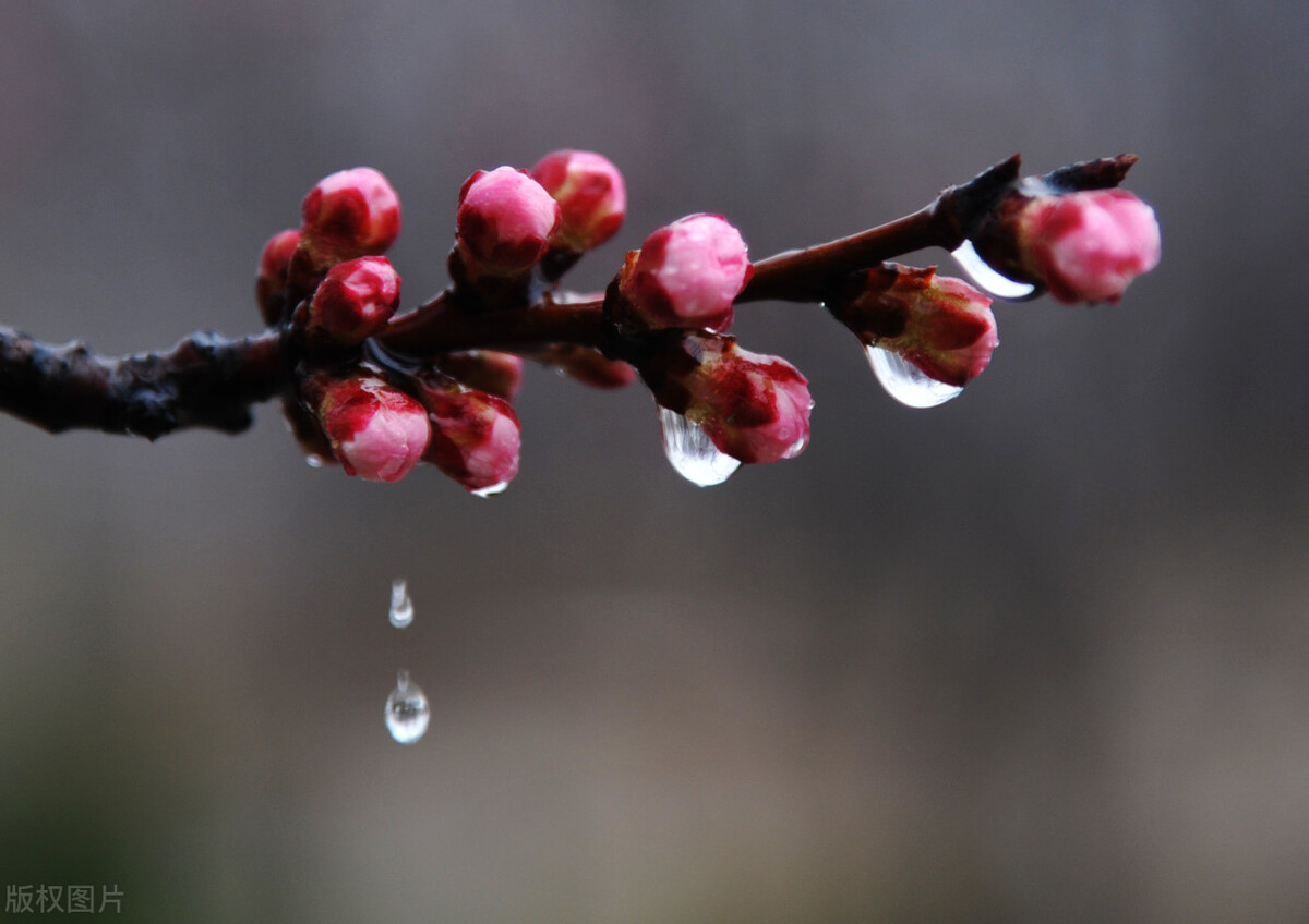 春雨的诗句有哪些古诗（形容描写春雨的诗句） 第11张