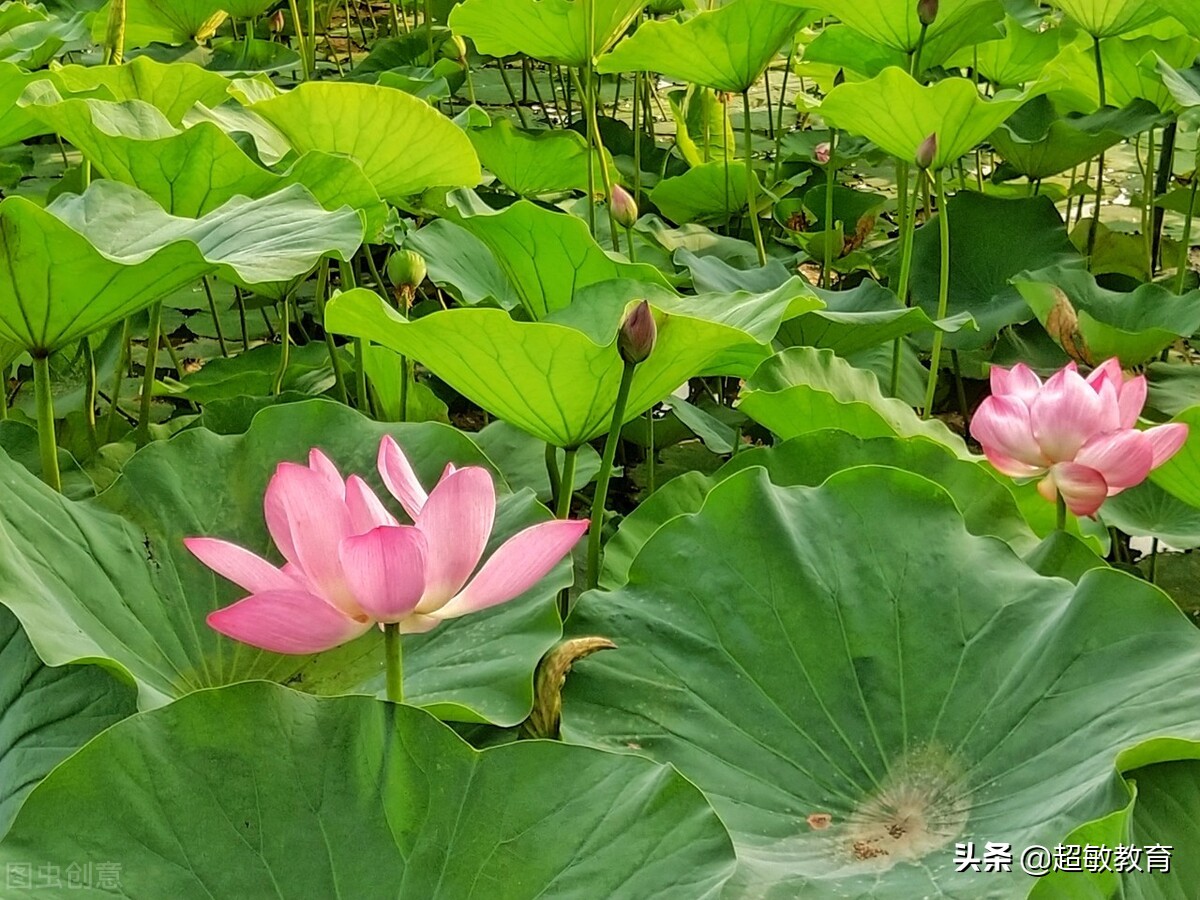 江南汉乐府古诗翻译（古诗江南汉乐府） 第1张