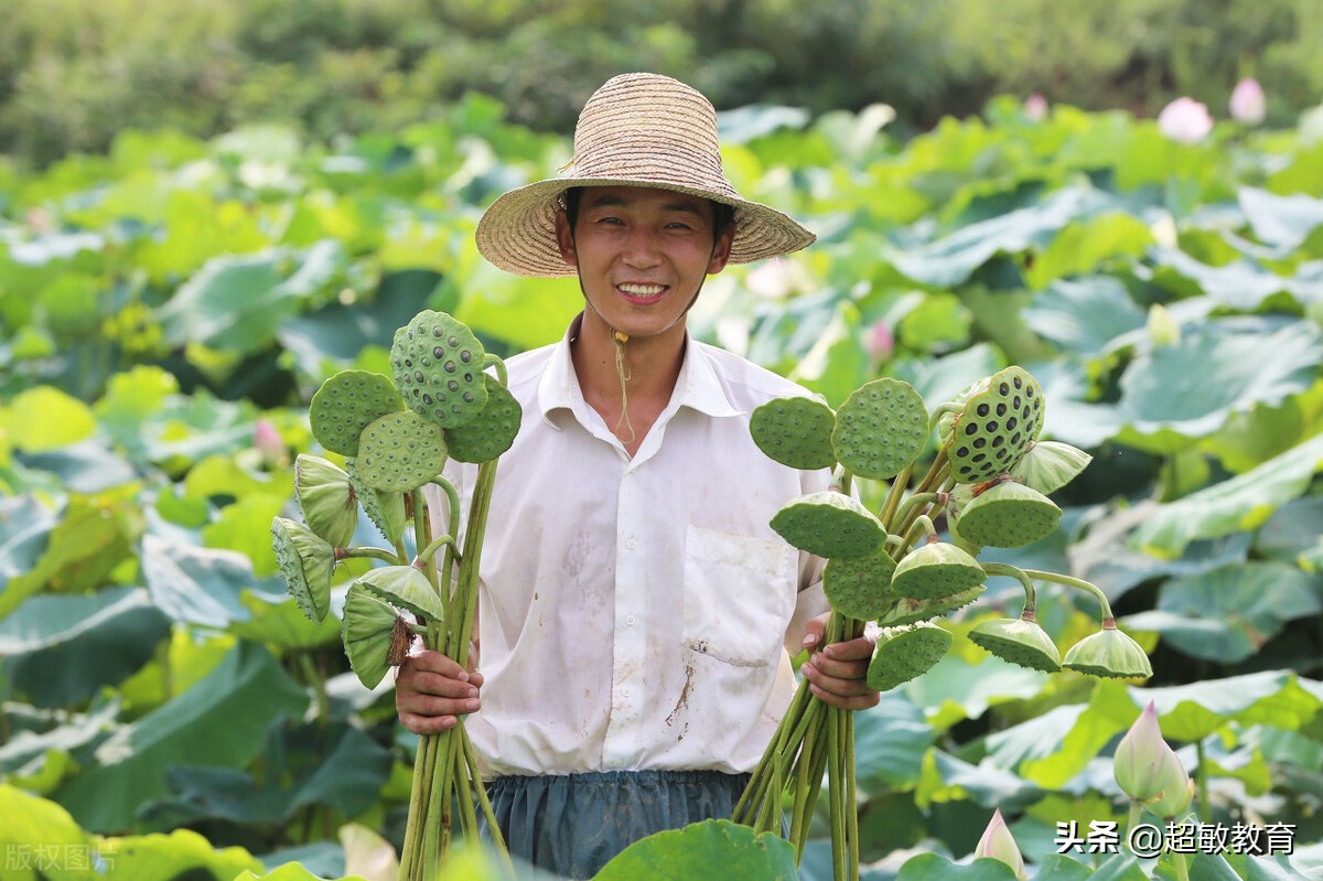 江南汉乐府古诗翻译（古诗江南汉乐府） 第13张