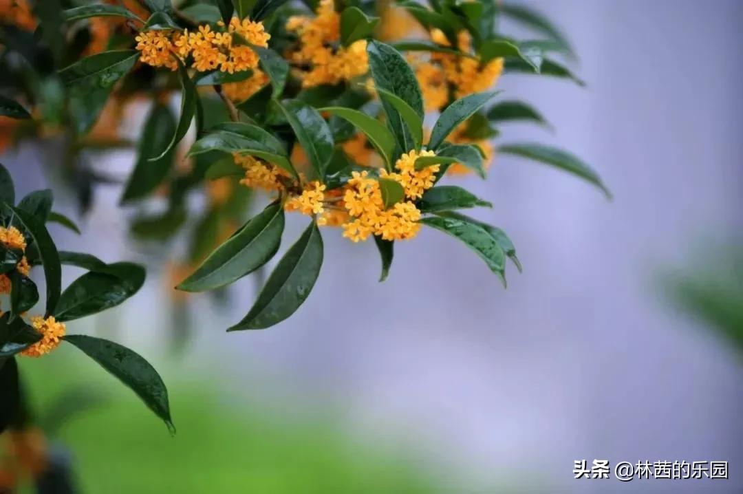 桂花诗句经典名句（桂花十里飘香诗句经典） 第1张