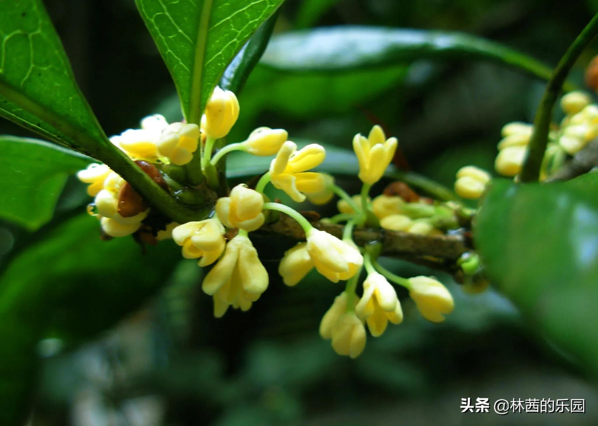 桂花诗句经典名句（桂花十里飘香诗句经典） 第7张