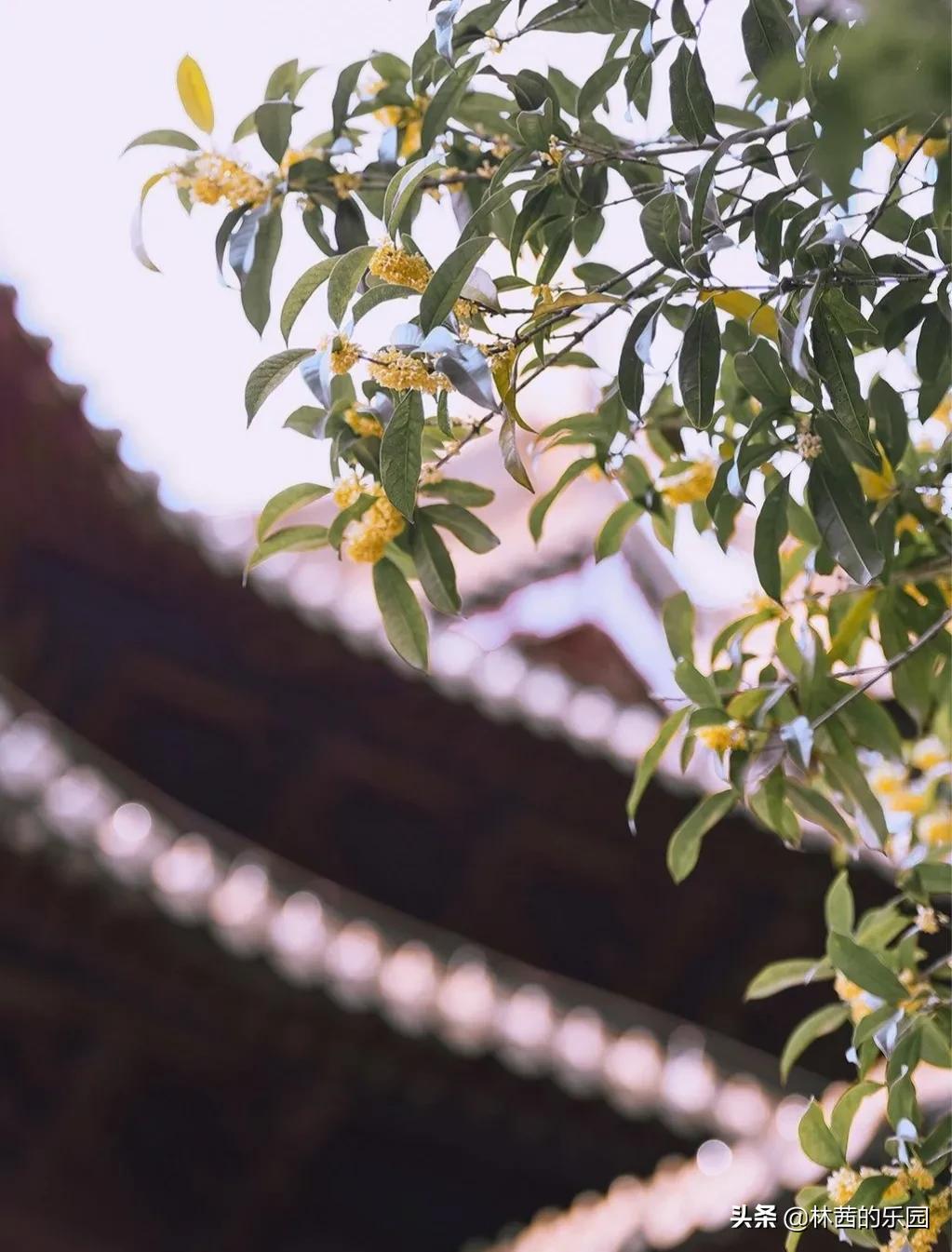 桂花诗句经典名句（桂花十里飘香诗句经典） 第9张
