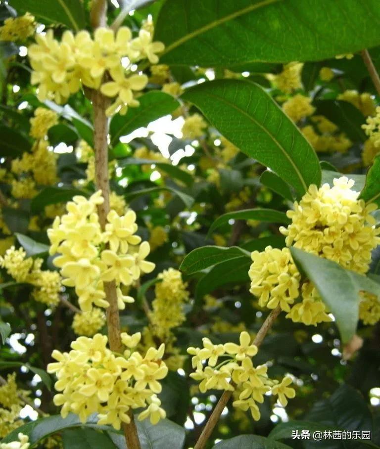 桂花诗句经典名句（桂花十里飘香诗句经典） 第11张