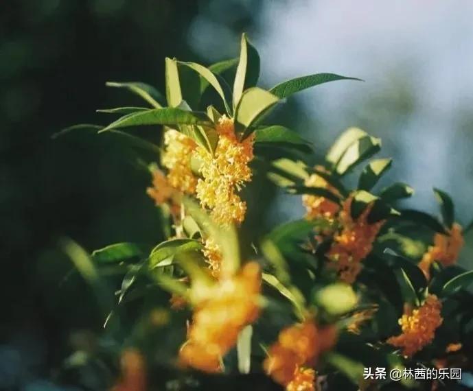 桂花诗句经典名句（桂花十里飘香诗句经典） 第17张