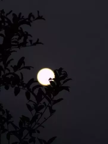 月亮的诗句有哪些（关于描写月亮的诗句） 第35张