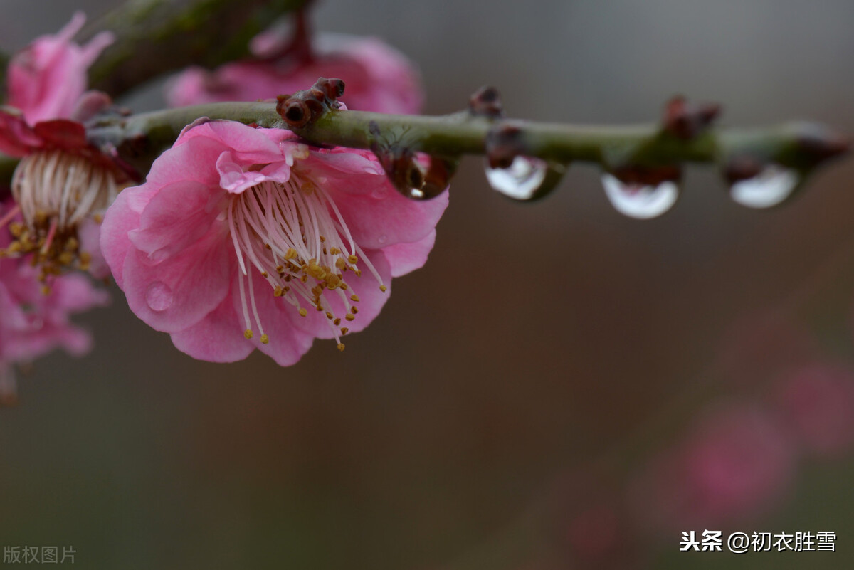 关于春雨的诗句有哪些（描写春雨的优美诗句） 第3张