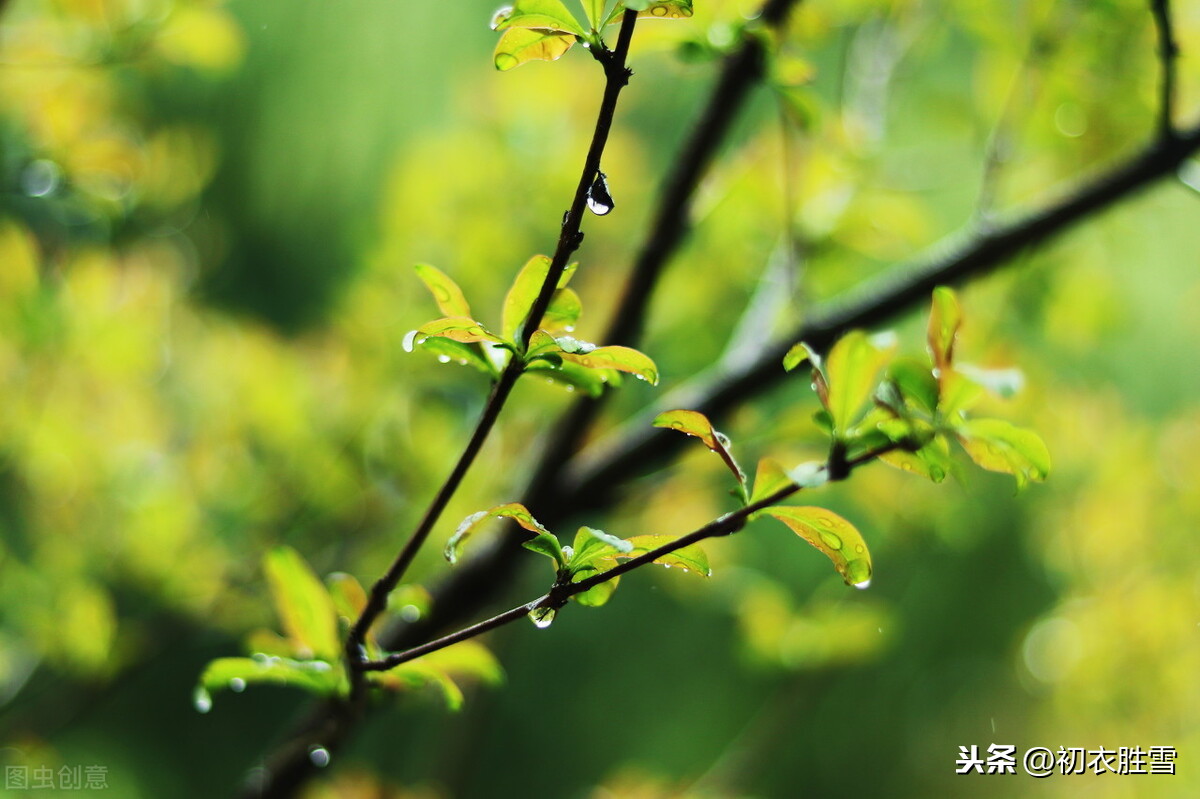 关于春雨的诗句有哪些（描写春雨的优美诗句） 第5张