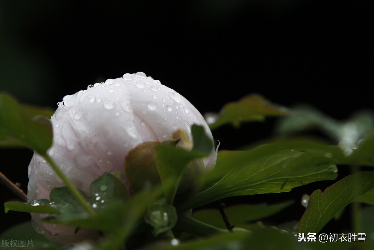关于春雨的诗句有哪些（描写春雨的优美诗句） 第9张