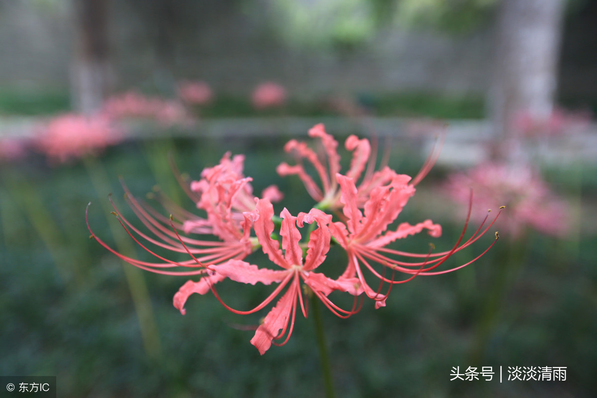 赞美彼岸花的诗句（关于彼岸花的唯美诗句 ） 第3张