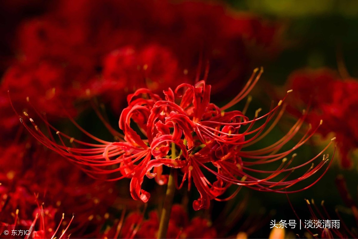 赞美彼岸花的诗句（关于彼岸花的唯美诗句 ） 第9张