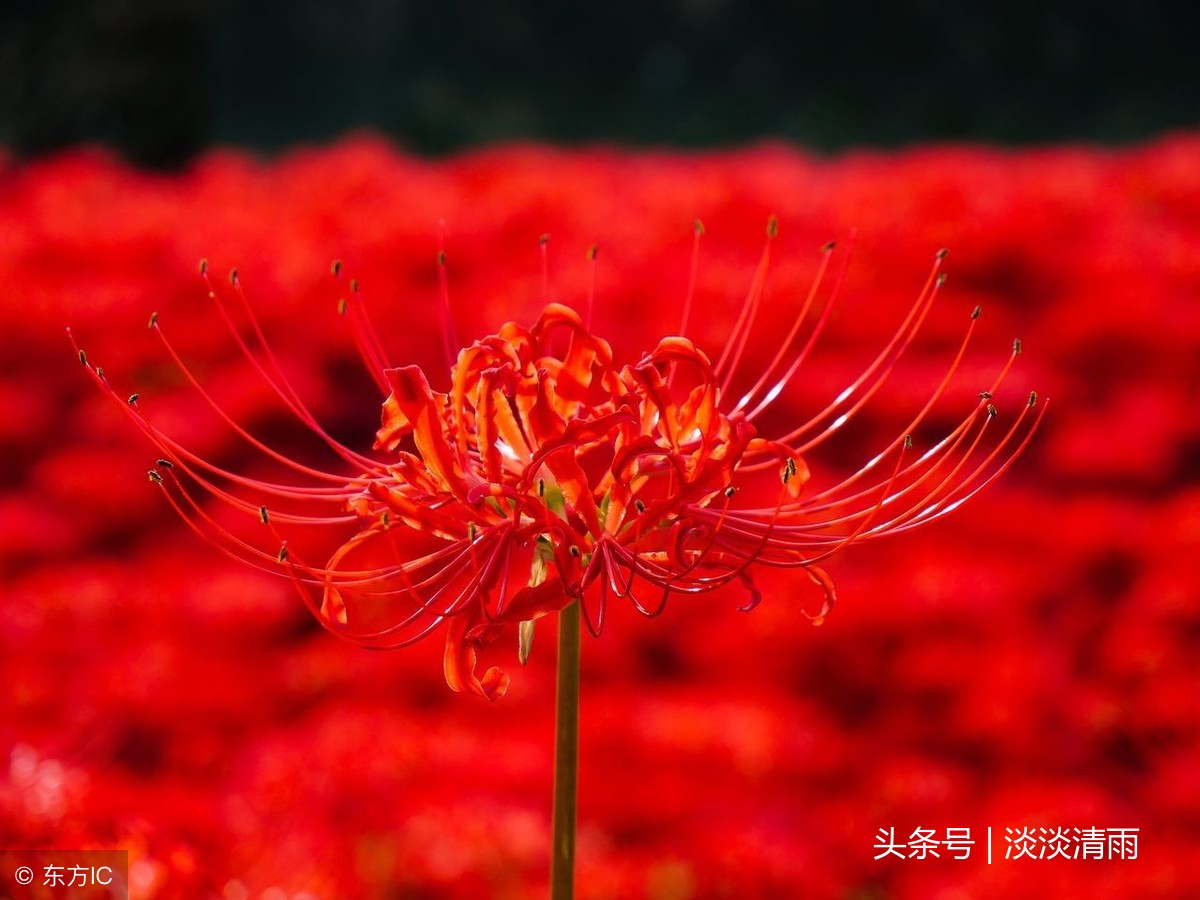 赞美彼岸花的诗句（关于彼岸花的唯美诗句 ） 第17张