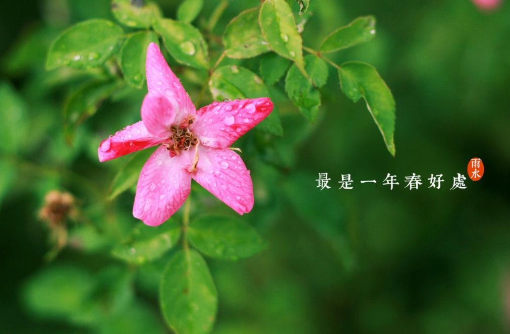 雨水节气古诗词大全（关于雨水的古诗） 第47张
