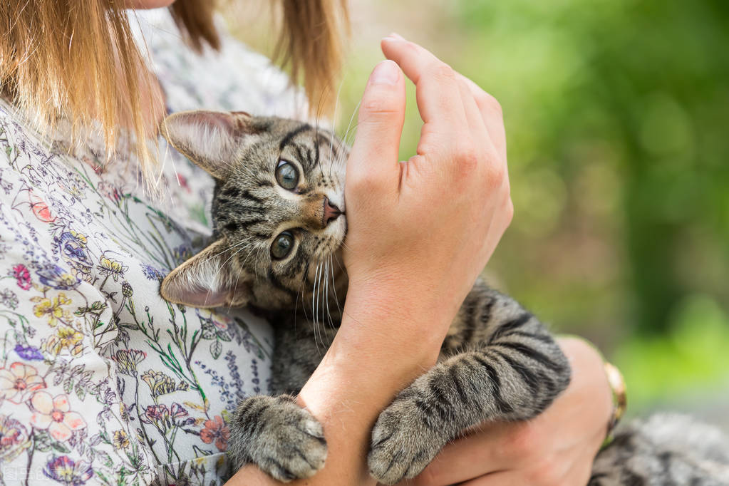 被猫咬伤或者抓伤，应该怎么处理？需不需要打狂犬疫苗？ 第1张