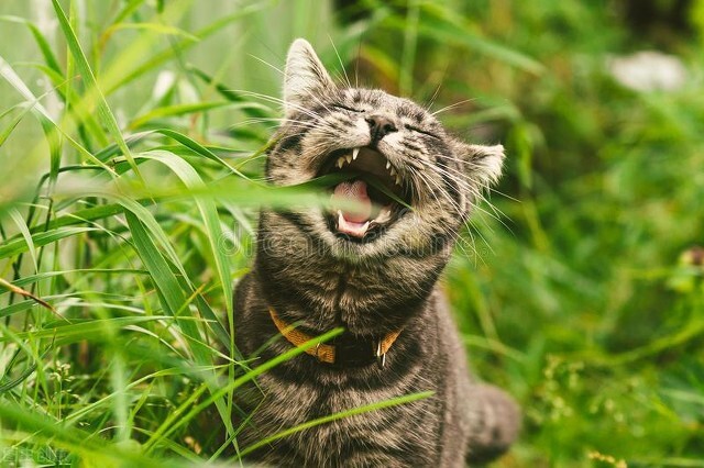 被猫咬伤或者抓伤，应该怎么处理？需不需要打狂犬疫苗？ 第3张
