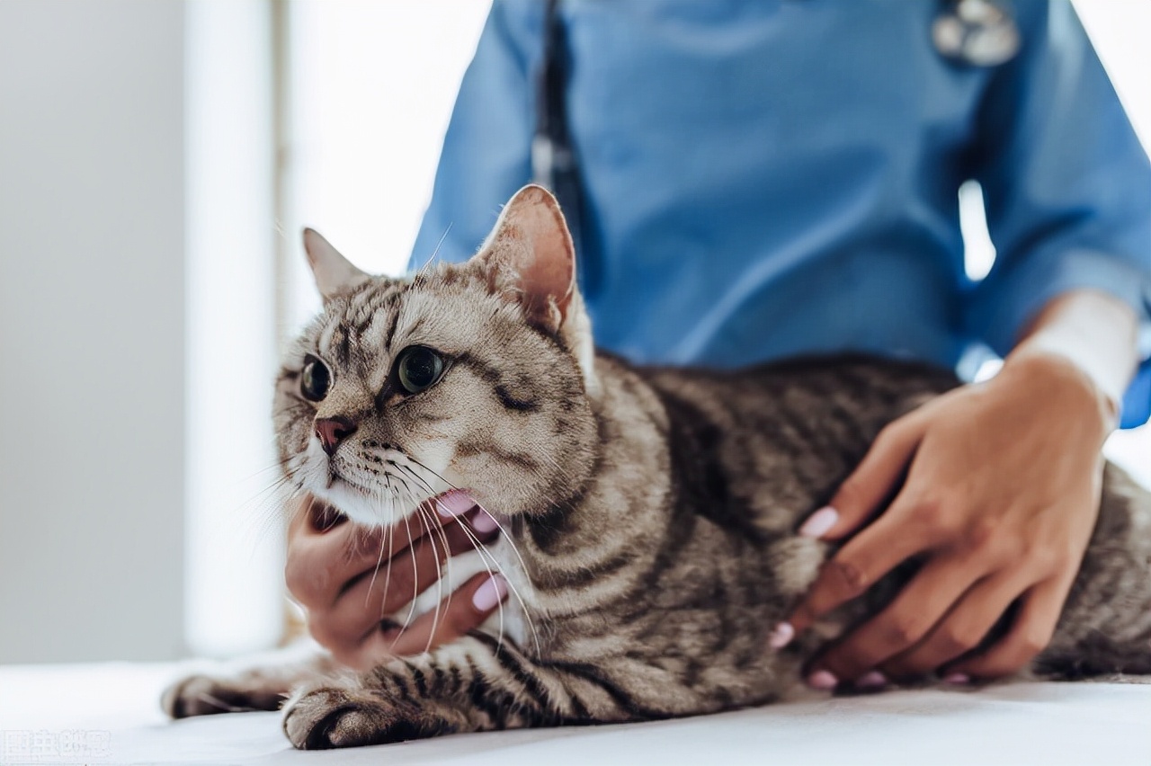 被猫咬伤或者抓伤，应该怎么处理？需不需要打狂犬疫苗？ 第5张