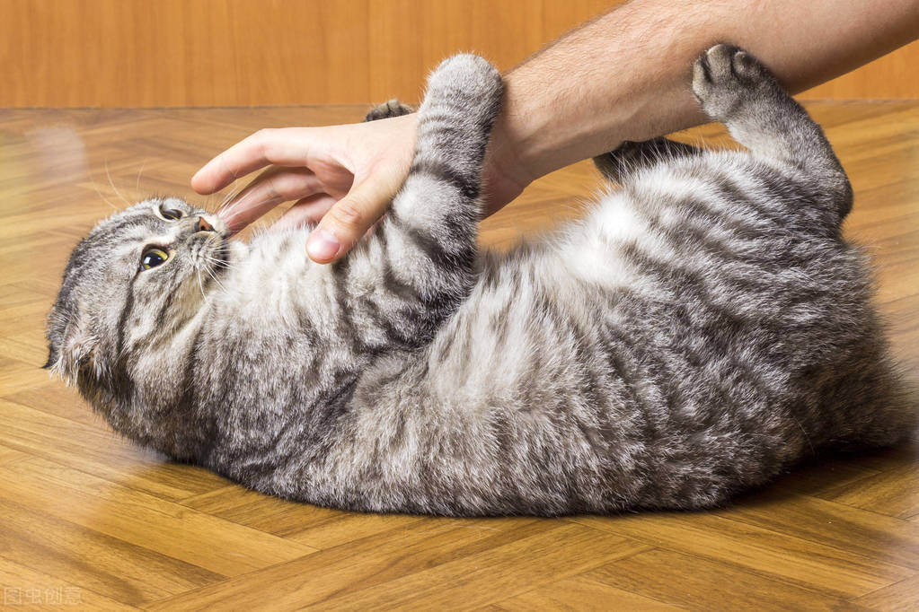 被猫咬伤或者抓伤，应该怎么处理？需不需要打狂犬疫苗？ 第7张