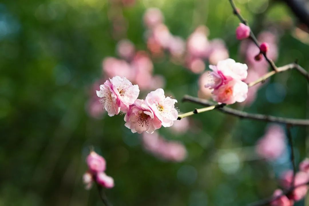 形容梅花的诗句唯美短句（梅花的禅意唯美句子） 第1张