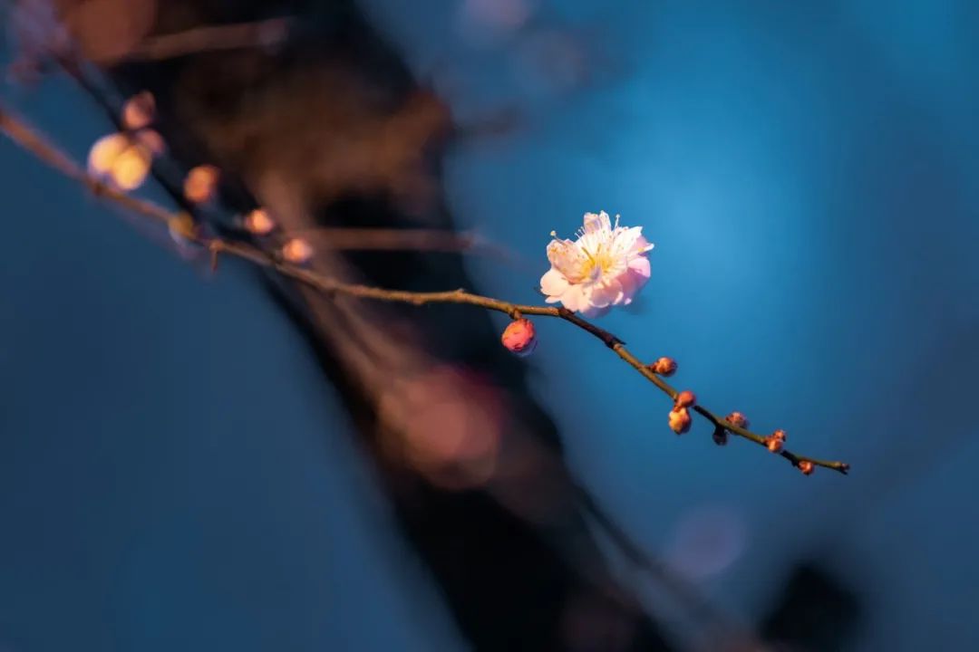 形容梅花的诗句唯美短句（梅花的禅意唯美句子） 第9张