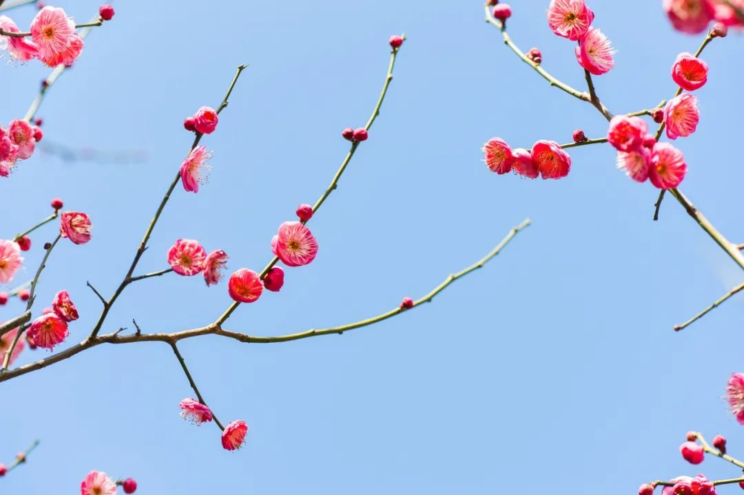 形容梅花的诗句唯美短句（梅花的禅意唯美句子） 第11张