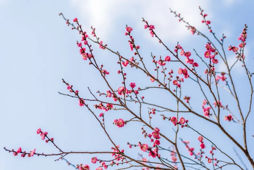 形容梅花的诗句唯美短句（梅花的禅意唯美句子） 第15张