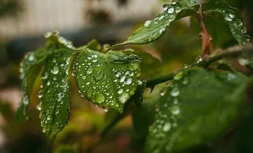 清明节诗句经典古诗（清明节寄托哀思的语句） 第3张
